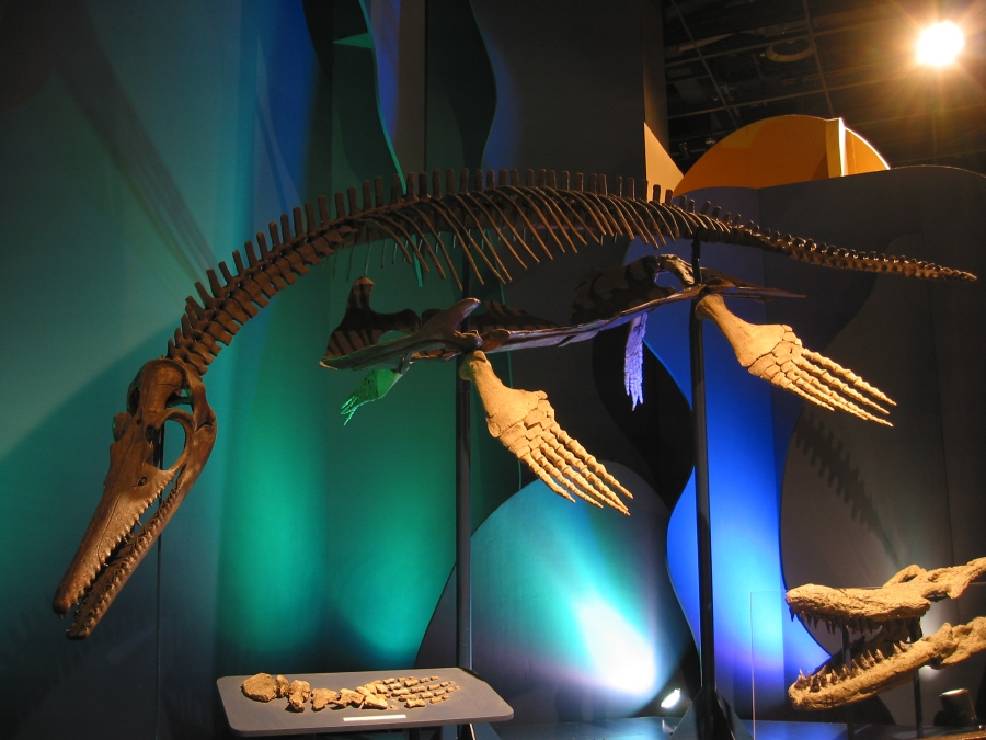 Plesiosaur skeleton (Tourism Winnipeg)